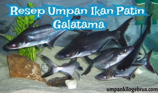 Dalam Membuat Umpan Untuk Ikan Patin Biasanya Umpan Racikan Lebih Ampuh Dibanding Dengan Umpan Alami Ya Mungkin Karena Umpan Racikan Lebih Bisa