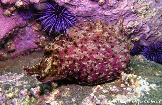 Foto da lesma do mar Aplysia californica