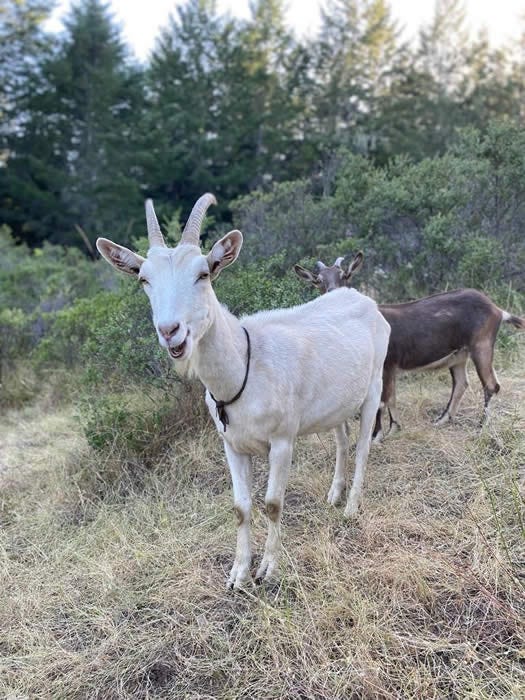 Photo a white goat standing in front of a brown goat