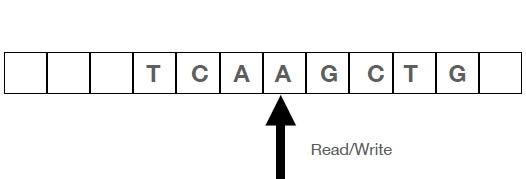 Diagram has row of boxes with letters T, C, A, A, G, C and an arrow pointing to the second A.