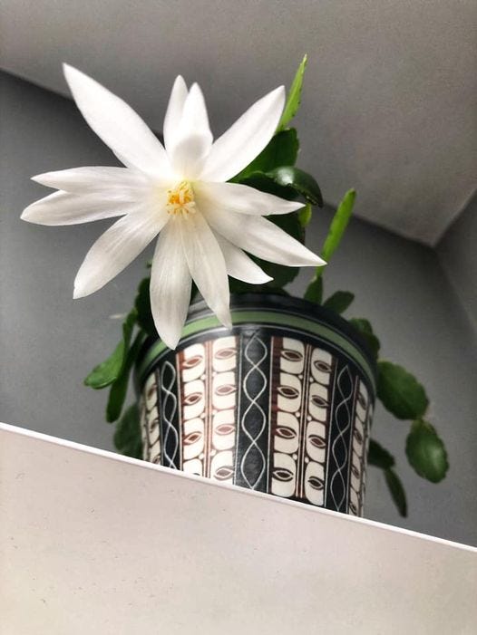 Photo of an Easter cactus