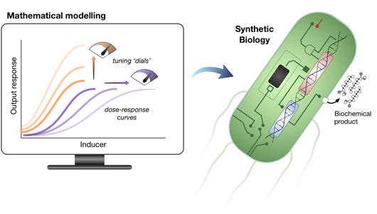 The synergy between mathematical models and synthetic biology