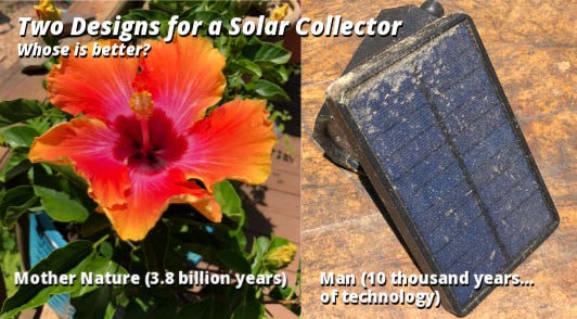 Hibiscus flower and small solar panel