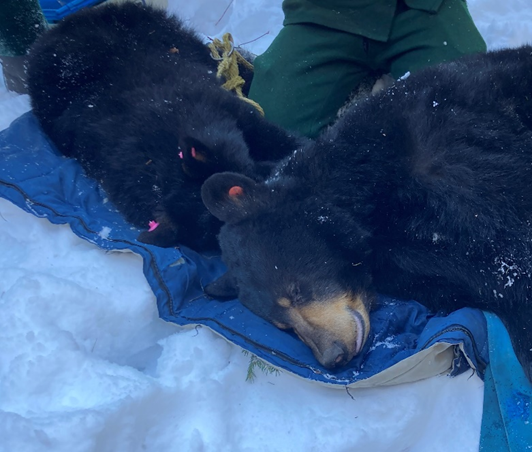 Trinket (mother black bear) and her unnamed yearling side by side on a sleeping pad.