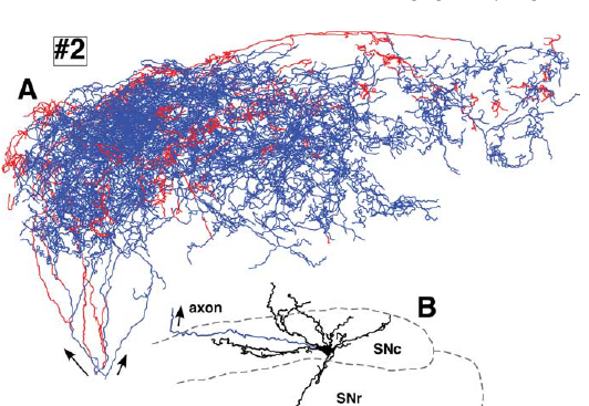 A dense tangle of axon projections forms an axonal arbor of a large substantia nigra pars compacta neuron.