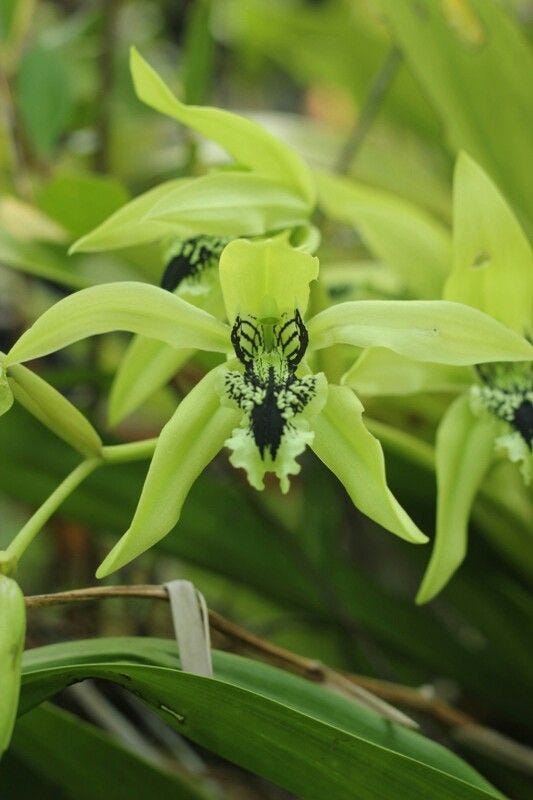 Coelogyne Pandurata balck orchid Kalimantan, Indonesia