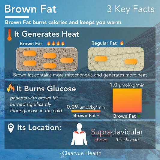 Infographic on how BAT burn Calories