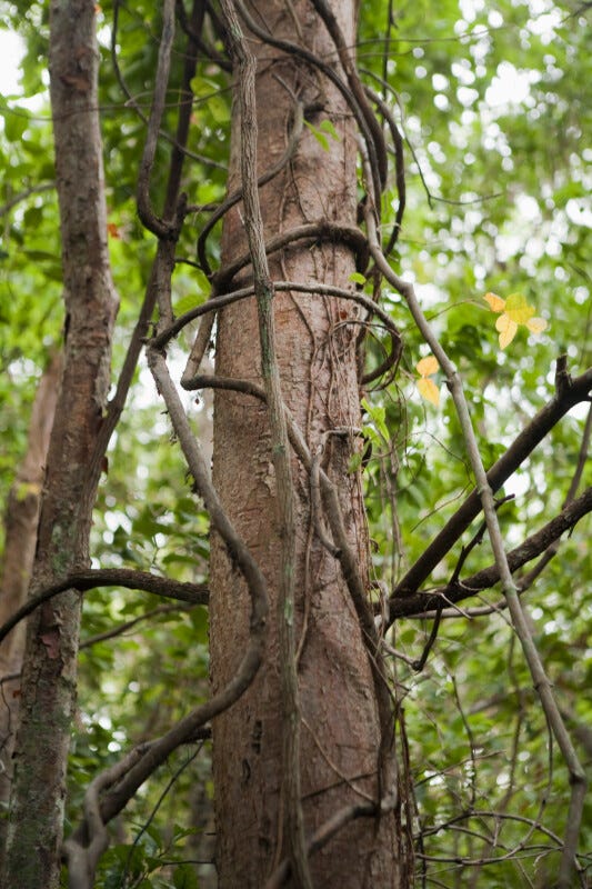 grape vines growing up a tree