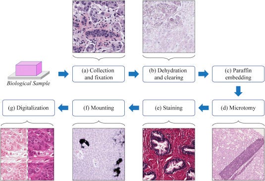 Protocol applied to to produce histological slide.This image was sourced from the paper¹.