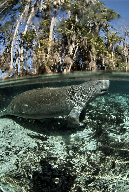 Florida manatee Crystal River NWR