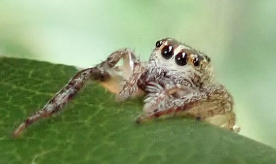 A cute tiny brown and white jumping spider peers over the edge of a green leaf. A few legs are hooked on the leaf and a pair of big eyes looks ahead, with another pair of eyes visible beside those.