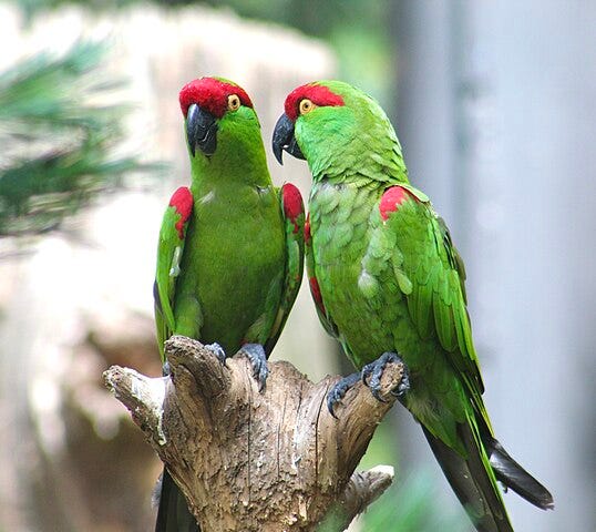 Two parrots sit on a branch, acting a lot like LLMs.