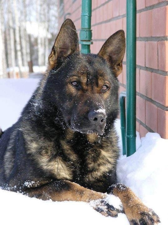 German shepherd