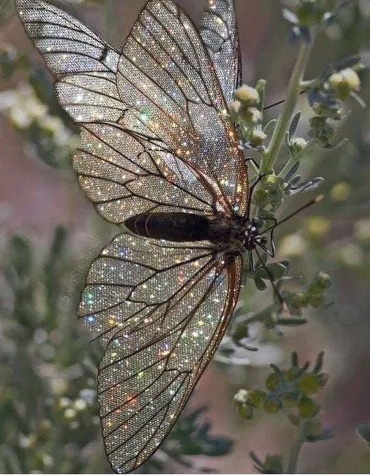 Sparkly butterfly in garden