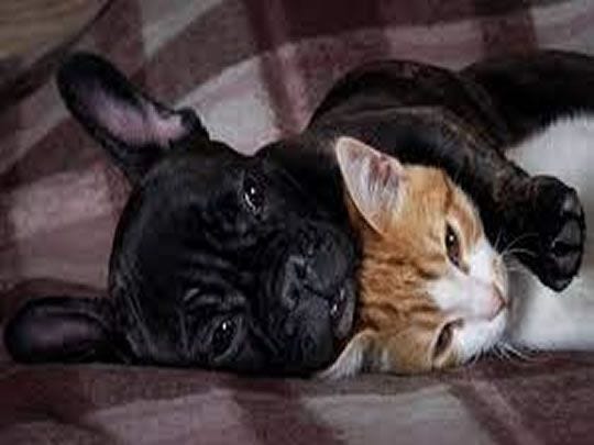 French bulldog and cat