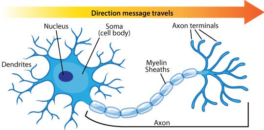 A model of a neuron