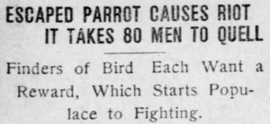 Old newspaper clipping that says: “Escaped parrot causes riot it takes 80 men to quell. Finders of bird each want reward, which starts populace to fighting”