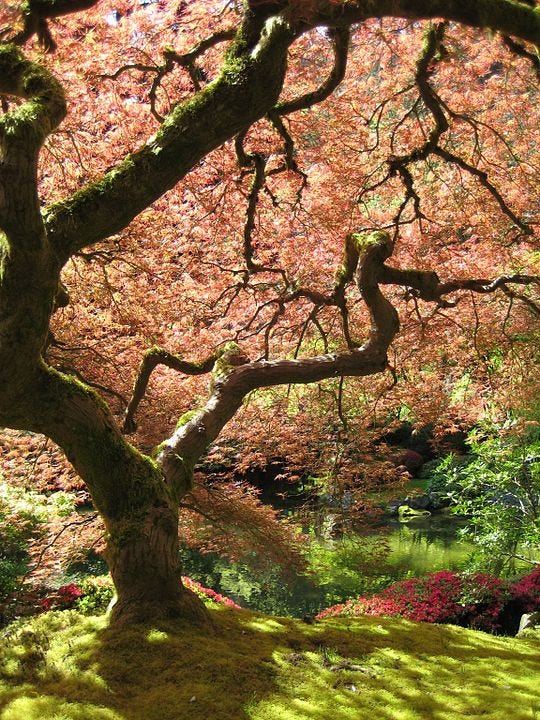 Large Japanese Maple Tree with reddish leaves, sunlight coming through the branches, standing on mossy ground with green trees and lake in background, light reflecting off water, pink shrub blooming beside and behind it.