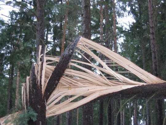 Broken twisted tree in forest because of storm damage