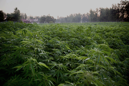 an hemp field