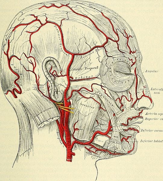Diagram of a human head with majoy blood vessels, arteries, and facial muscles labeled.
