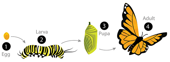 A depiction of the 4 stages of metamorphosis