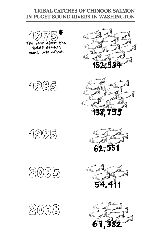 Salmon infographic showing tribal catches of Chinook Salmon in Puget Sound rivers in Washington