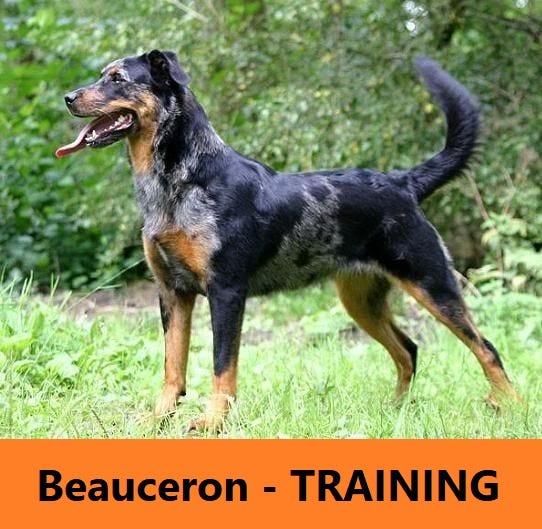 Dog Training Tips — Beauceron