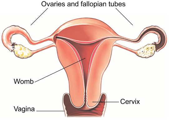 A diagram of the ovaries, womb and vagina