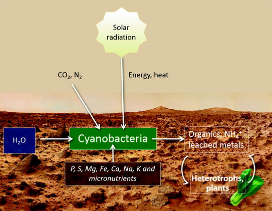 Developing plant strains in Martian environment