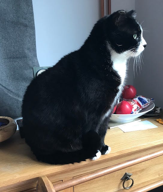 I, Erin the cat, tuxedo coated, sit on a consol table. There is a bowl of fruit in front and to one side. I stare out an unseen window.