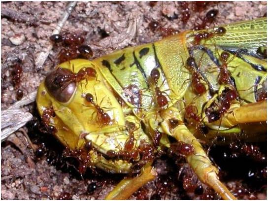 an grasshopper being eaten by fire ants