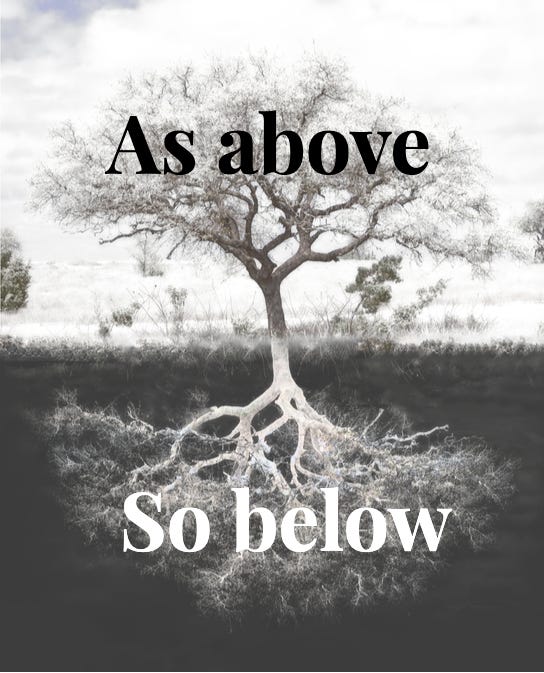 The words “As above, so below” written over a tree’s branches and roots