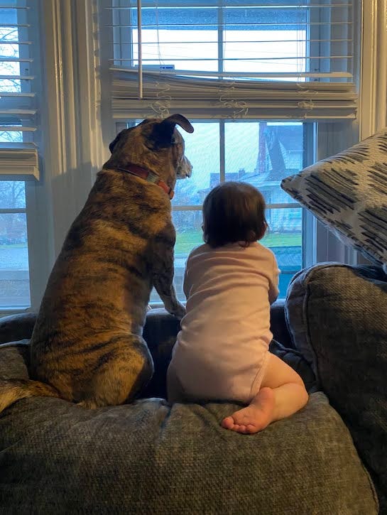 Guapo and our daughter staring out the window