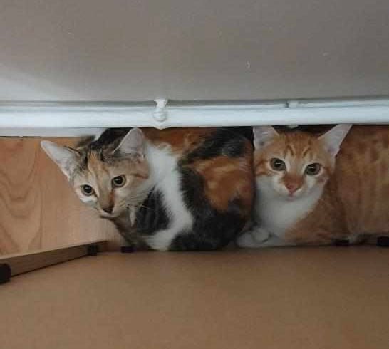 Two orange kittens hiding under a shelve staring at the camera and appear frightened