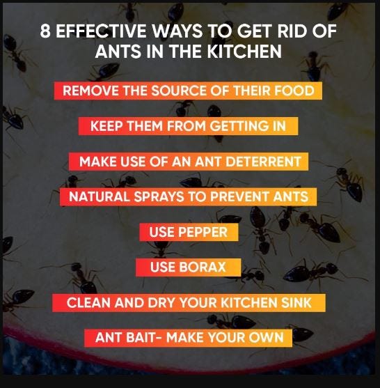 How to get rid of ants in the kitchen fast