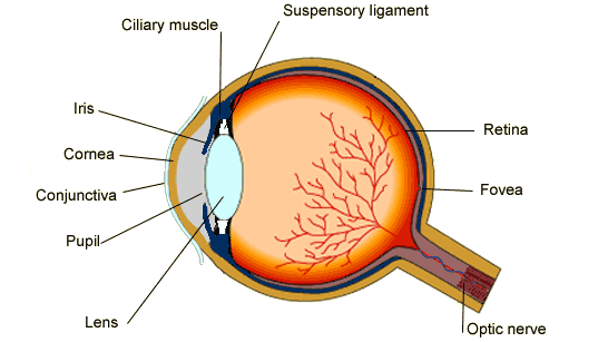 Difference Between Cornea and Retina