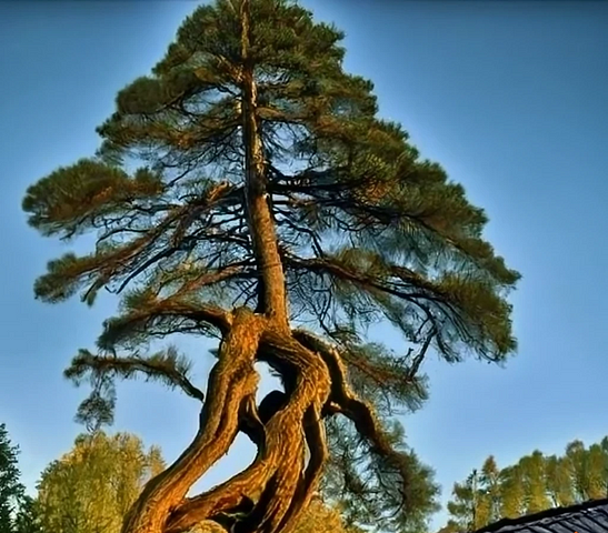 Depict a majestic pine tree leaning heavily over a roof. Its branches, thick with green, bushy needles at their farthest ends, and its base is enormous and powerful.