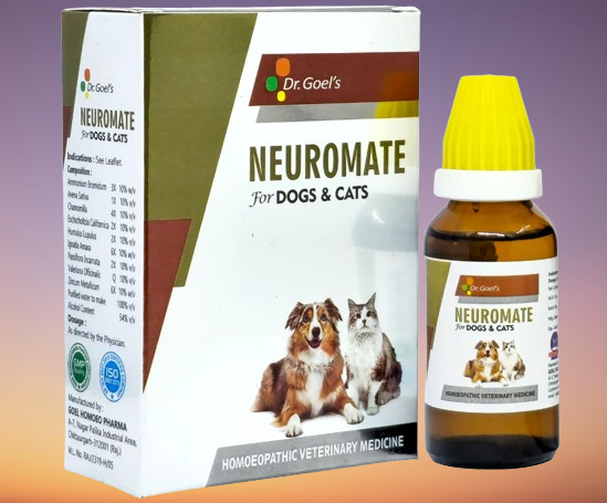 neurological seizures in dogs