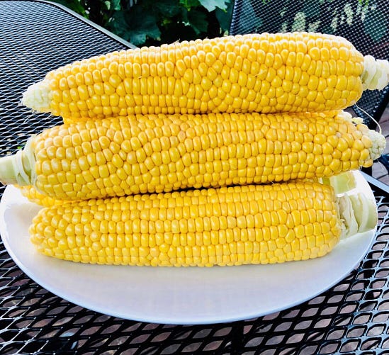 A freshly cooked stack of golden corn on the cob sitting on a white plate.