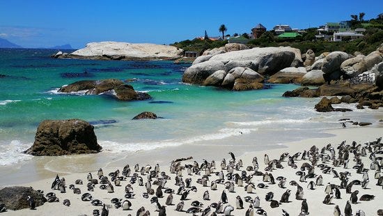 African penguins at Boulders Beach