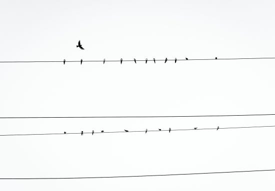 birds, electric line
