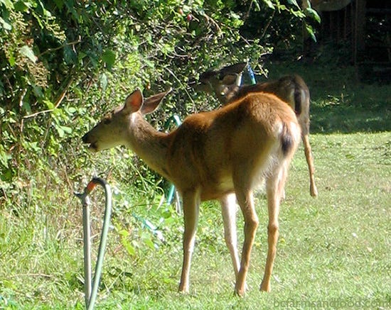 Do Deer Eat Lettuce? Surprising Facts Revealed!