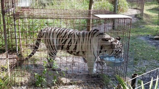 A tiger enclosure at Big Cat Rescue.