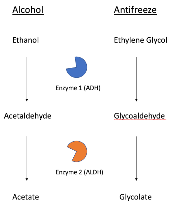 The first steps in ethanol and ethylene glycol metabolism.