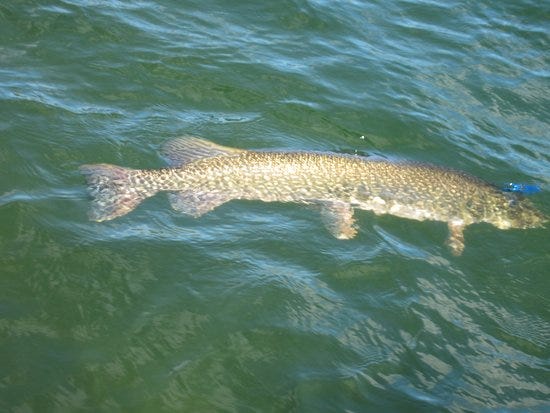 Northern Pike