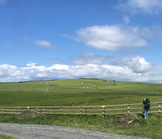 Cliffs of Moher, looking back onto fields of sheep.