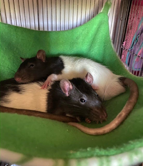 Two black and white rats cuddling in hammock