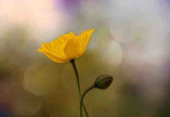 Yellow Poppy Flower Meaning Dictionary | Auntyflo
