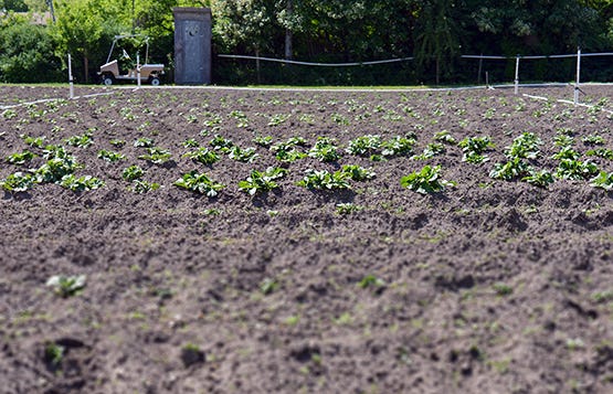 Old Meadows Farm Kelowna - Global Dish - Stephanie Arsenault